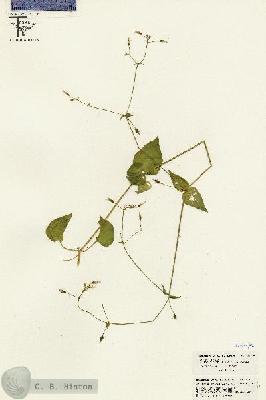 URN_catalog_HBHinton_herbarium_26426.jpg.jpg