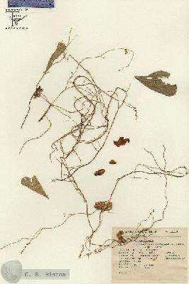 URN_catalog_HBHinton_herbarium_2716.jpg.jpg