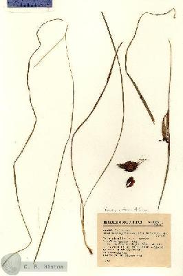 URN_catalog_HBHinton_herbarium_6527.jpg.jpg