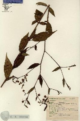 URN_catalog_HBHinton_herbarium_6746.jpg.jpg
