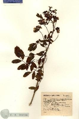 URN_catalog_HBHinton_herbarium_6530.jpg.jpg