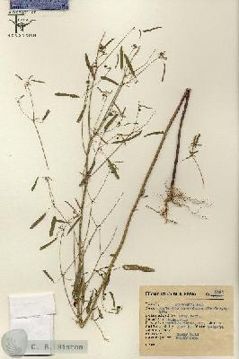 URN_catalog_HBHinton_herbarium_6580.jpg.jpg