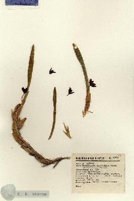 URN_catalog_HBHinton_herbarium_4370.jpg.jpg