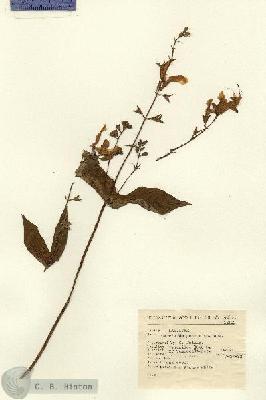 URN_catalog_HBHinton_herbarium_4376.jpg.jpg