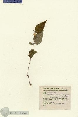 URN_catalog_HBHinton_herbarium_4485.jpg.jpg