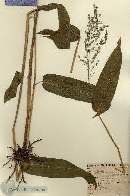 URN_catalog_HBHinton_herbarium_4538.jpg.jpg