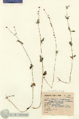 URN_catalog_HBHinton_herbarium_4546.jpg.jpg