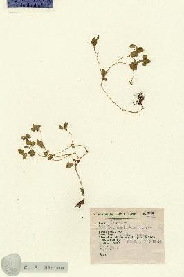 URN_catalog_HBHinton_herbarium_4648.jpg.jpg