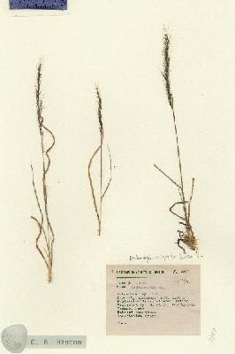 URN_catalog_HBHinton_herbarium_5307.jpg.jpg
