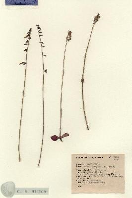 URN_catalog_HBHinton_herbarium_5332.jpg.jpg