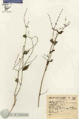 URN_catalog_HBHinton_herbarium_5533.jpg.jpg