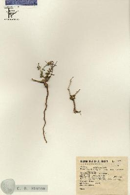 URN_catalog_HBHinton_herbarium_6129.jpg.jpg