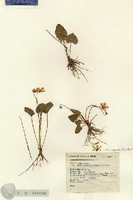 URN_catalog_HBHinton_herbarium_6167.jpg.jpg