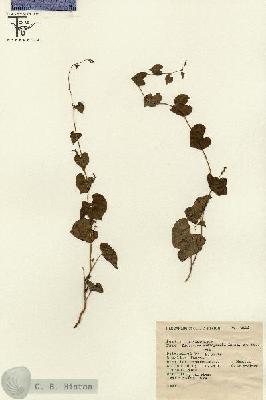 URN_catalog_HBHinton_herbarium_6226.jpg.jpg
