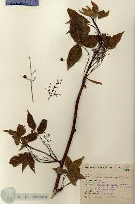 URN_catalog_HBHinton_herbarium_7812.jpg.jpg