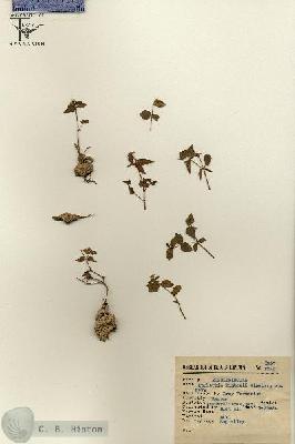 URN_catalog_HBHinton_herbarium_6257.jpg.jpg