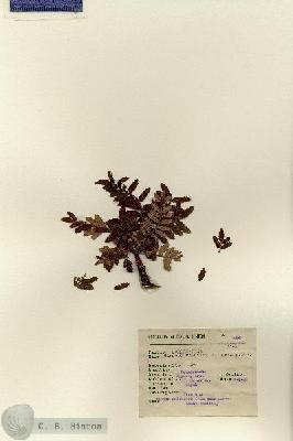 URN_catalog_HBHinton_herbarium_6261.jpg.jpg