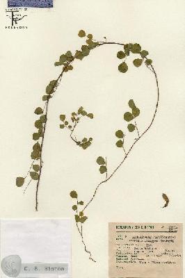URN_catalog_HBHinton_herbarium_6291.jpg.jpg