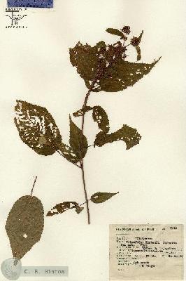 URN_catalog_HBHinton_herbarium_7018.jpg.jpg