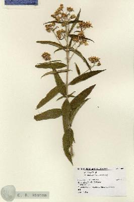 URN_catalog_HBHinton_herbarium_7985.jpg.jpg