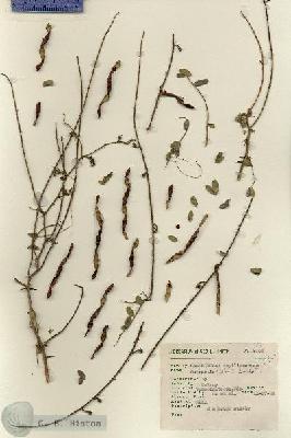 URN_catalog_HBHinton_herbarium_7051.jpg.jpg