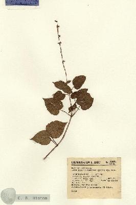 URN_catalog_HBHinton_herbarium_9884.jpg.jpg
