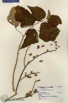 URN_catalog_HBHinton_herbarium_7321.jpg.jpg