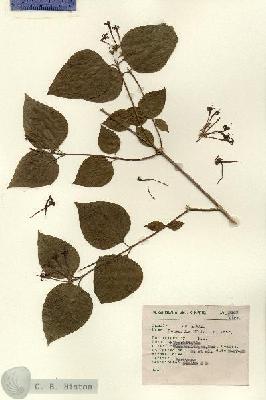 URN_catalog_HBHinton_herbarium_8107.jpg.jpg