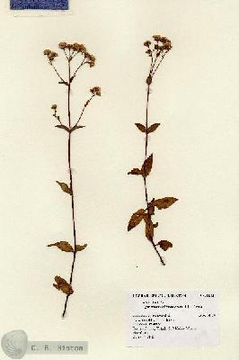 URN_catalog_HBHinton_herbarium_8848.jpg.jpg