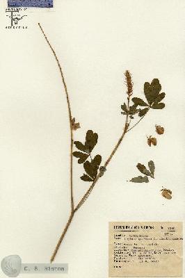 URN_catalog_HBHinton_herbarium_8362.jpg.jpg