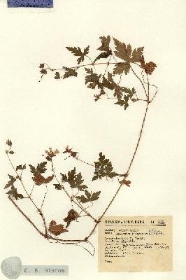 URN_catalog_HBHinton_herbarium_8945.jpg.jpg