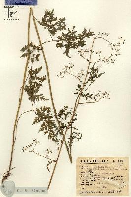 URN_catalog_HBHinton_herbarium_8463.jpg.jpg
