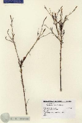 URN_catalog_HBHinton_herbarium_8469.jpg.jpg