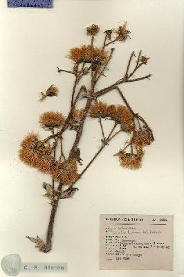 URN_catalog_HBHinton_herbarium_8482.jpg.jpg