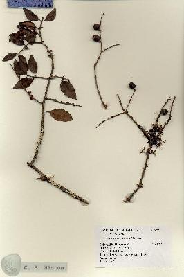 URN_catalog_HBHinton_herbarium_8957.jpg.jpg