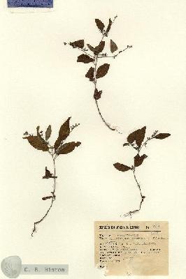 URN_catalog_HBHinton_herbarium_8514.jpg.jpg