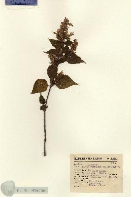 URN_catalog_HBHinton_herbarium_9946.jpg.jpg