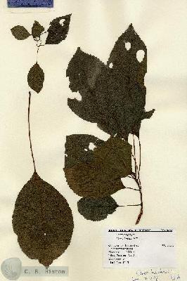 URN_catalog_HBHinton_herbarium_9238.jpg.jpg