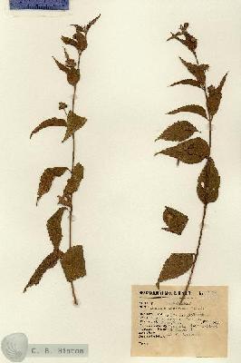 URN_catalog_HBHinton_herbarium_9307.jpg.jpg