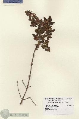 URN_catalog_HBHinton_herbarium_9952.jpg.jpg