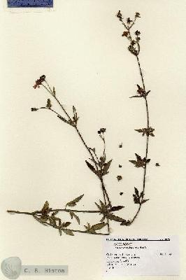 URN_catalog_HBHinton_herbarium_9379.jpg.jpg