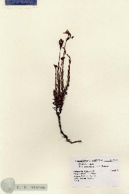 URN_catalog_HBHinton_herbarium_9757.jpg.jpg