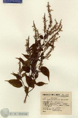 URN_catalog_HBHinton_herbarium_9762.jpg.jpg