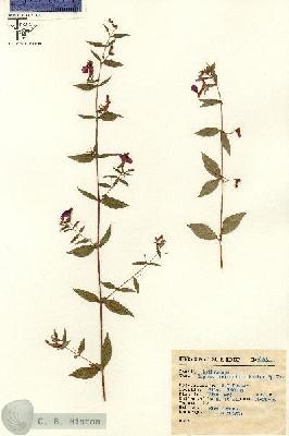 URN_catalog_HBHinton_herbarium_9863.jpg.jpg