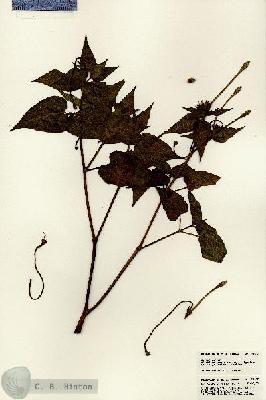 URN_catalog_HBHinton_herbarium_23107.jpg.jpg