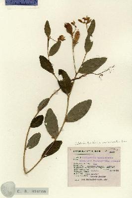URN_catalog_HBHinton_herbarium_5068.jpg.jpg