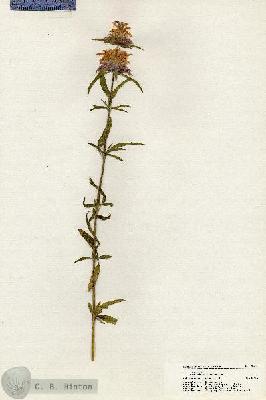 URN_catalog_HBHinton_herbarium_20401.jpg.jpg