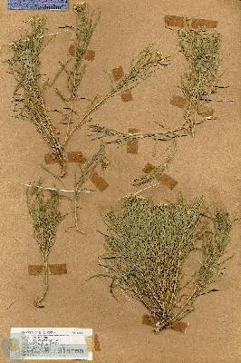 URN_catalog_HBHinton_herbarium_17838.jpg.jpg