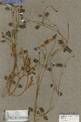 URN_catalog_HBHinton_herbarium_17863.jpg.jpg