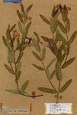 URN_catalog_HBHinton_herbarium_17900.jpg.jpg